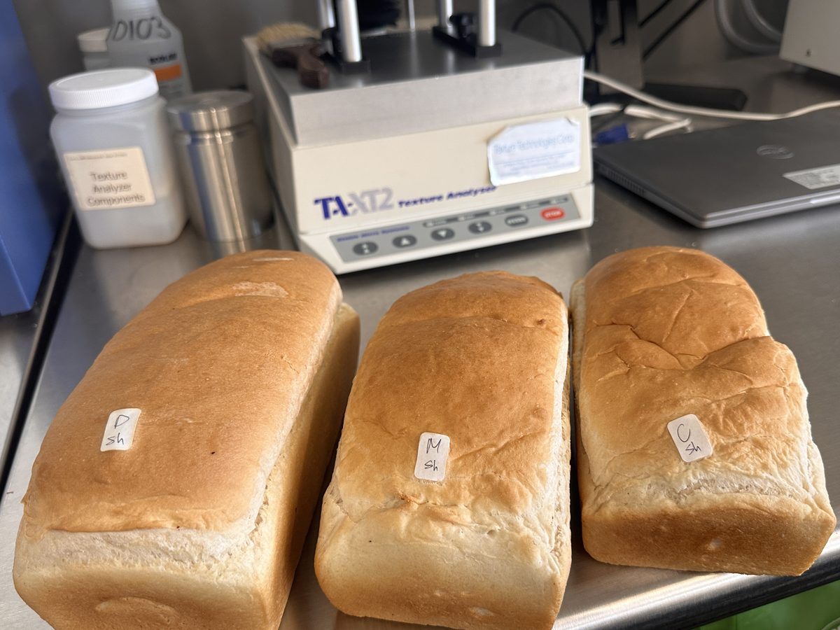 Three test loaves lined up in front of a texture analyser for a bread trial
