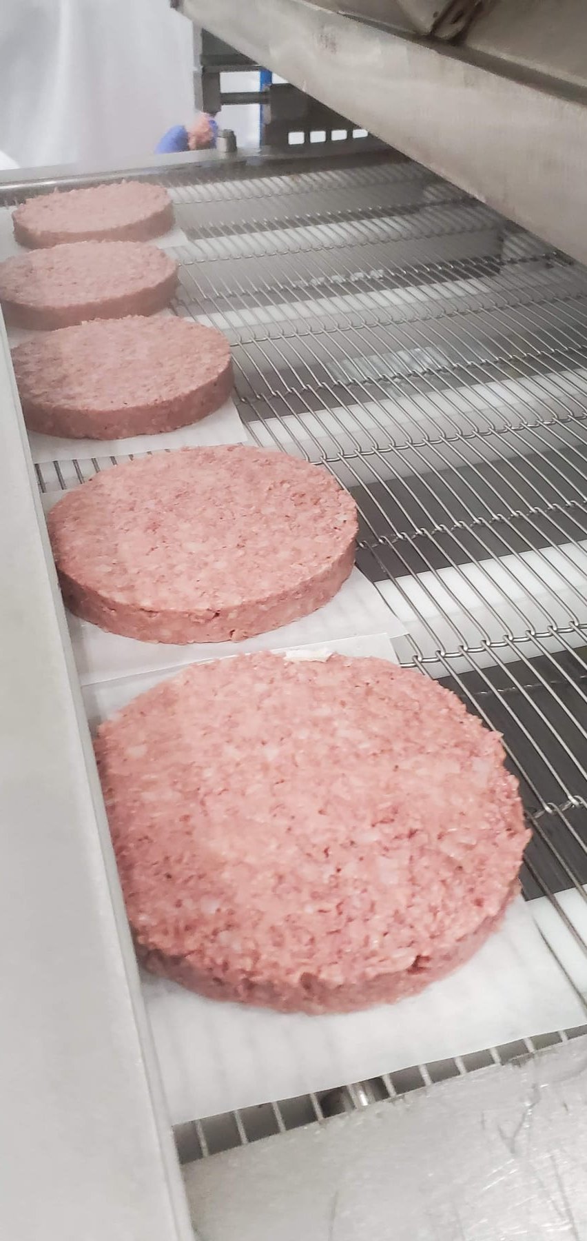 Formed patties on a spiral freezer belt during a factory trial